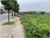 安慶經開區老峰鎮：暑期環境集中整治，盛夏開啟清涼模式