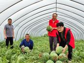 安慶經開區老峰鎮：瓜果豐收民增收  香飄老峰笑顏開