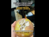 中科院回應黃梅天蘋果長出蘑菇：是很著名的食用菌，有研究價值