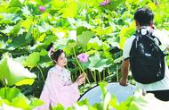 接天蓮葉無(wú)窮碧 生態(tài)“顏值”別樣紅