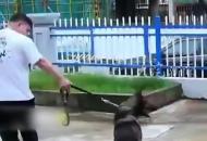 服役了三年 七歲警犬“一酷”退役被領養 三步一回頭告別訓導員
