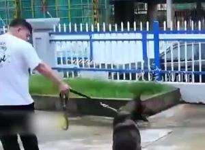 服役了三年 七岁警犬“一酷”退役被领养 三步一回头告别训导员