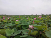 懷寧縣雷埠鄉(xiāng)：“荷花經(jīng)濟”富農(nóng)家