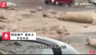 貨車行駛中意外掉落超50頭死豬  目擊者：腐爛發臭