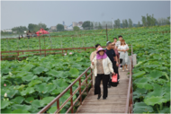 濉溪縣百善鎮(zhèn)荷塘月色趣園美景迎客來(lái)