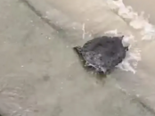 武漢江邊甲魚集體冒頭！專家緊急提醒