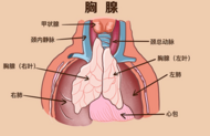 安徽理工大學(xué)第一附屬醫(yī)院：3CM微創(chuàng)小切口切除胸腺瘤