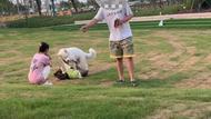 周本华：遛狗