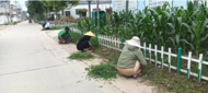 臨北回族鄉臨北回族村：開展雜草清理 美化鄉村環境