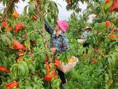 宜秀區白澤湖鄉芭茅村：“小黃桃”成致富“金鏈條”