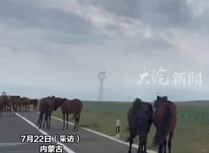 女子自驾内蒙古路遇小马倒地，以为被大车撞了 正准备打救援电话，“眼泪还没收起来 它蹭地一下站起来了”