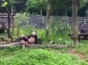 新一对赠港大熊猫已确定，有望在香港诞下下一代