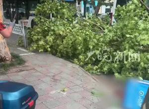 上海一行道树突折断，途经“闪送”小哥被砸身亡！