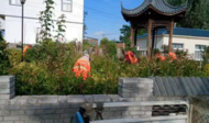 小溪鎮：整治村莊綠化，提靚鄉村顏值