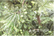 安慶岳西香榧種植規(guī)模突破4.6萬畝