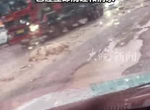 河南周口一街道上出现大量死猪 政府工作人员回应 企业无害化处理时意外掉落已经立即清理和消杀

