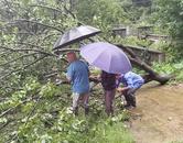 宜秀區楊橋鎮宣店社區：雨中清除倒塌樹木 營造安全生活環境
