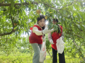 巢湖市廟崗鎮(zhèn)：志愿服務(wù)上地頭 助企興農(nóng)采桃忙