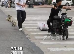 男子骑车拖两箱鸭子过马路，颠簸掉了一路小鸭子，鸭子排排队紧紧跟着 