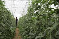 濉溪縣四鋪鎮：甜蜜盛夏 果蔬香飄致富路