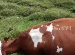 五台山风景区七头牛遭雷击死亡 拍摄者：前一晚当地有雷阵雨 牛都是农户散养的