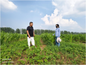 濉溪縣百善鎮(zhèn)：大豆玉米帶狀復合種植，種出穩(wěn)糧增收“新法子”