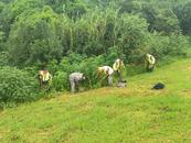 宜秀區白澤湖鄉龍華村：聞“汛”而動，筑牢安全堤