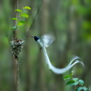 巢湖“觀鳥”記