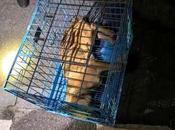 ?長沙一小區流浪狗狂奔咬傷多人 物業：流浪狗已被抓獲