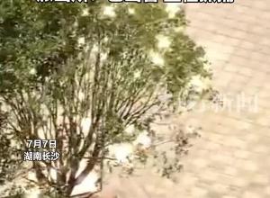 长沙一小区内流浪狗攻击多人 物业：咬了五六个人 已逃出小区 派出所：已出警 正在抓捕