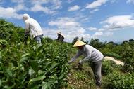 郊區(qū)周潭鎮(zhèn)：深耕茶旅融合產(chǎn)業(yè)路