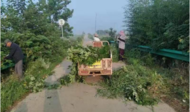 小溪鎮藕塘村：清理雜草樹枝，消除道路安全隱患
