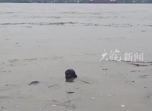 芜湖网红雕塑“一家三口”已“消失”在江水中