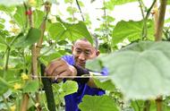 長豐縣：加大“伏缺菜”供給 拎穩市民“菜籃子”