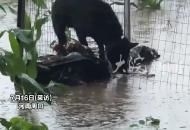 河南暴雨 養殖場被淹 狗狗下水救出溺水的雞鴨 動物的情誼在此刻具象化