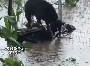 河南暴雨 养殖场被淹 狗狗下水救出溺水的鸡鸭 动物的情谊在此刻具象化