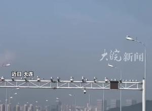 星海湾大桥路灯成海鸥“停鸥位” 每个路灯都有一只海鸥站岗 海鸥：欢迎来到大连