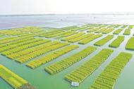 全國首次！沉陷區浮床水稻在淮南鳳臺試種成功