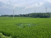 懷寧縣雷埠鄉：送“技”到田 “一噴三防”護航秋糧豐產增收