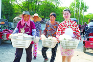 安徽淮南毛集實驗區：無花果香飄 鄉村振興路