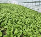 蕭縣新莊鎮常莊村：蔬菜產業助推鄉村振興