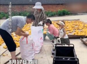 2岁小孩帮家里人转运玉米 
眼里有活技术也牛! 
网友:这活干的得加奶哦