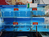 中秋臨近探市場：大閘蟹小量“上岸”，梭子蟹當“主角”