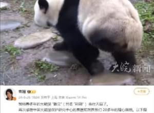 大熊猫戴立去世 
领养人费翔发文悼念