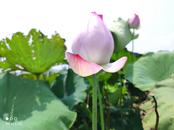 宜秀區(qū)白澤湖鄉(xiāng)大楓社區(qū)：致富蓮花開滿塘 小蓮子結(jié)出“金豆豆”
