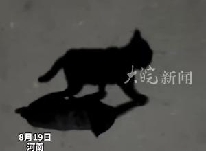它竟然和它的影子一模一样！一开始以为上面的才是猫 盯着影子看完了视频