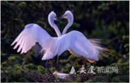 生物多樣性保護成效明顯 一批珍稀瀕危物種在安慶“安家”