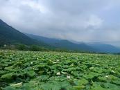 宜秀區楊橋鎮龍山社區：荷花怒放蓮蓬俏 促進振興有“義”方