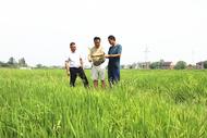 樅陽縣湯溝鎮：農技專家送“涼”策