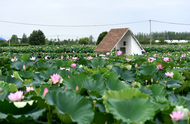 肥西縣山南鎮(zhèn)：以“小荷花”推動(dòng)“大振興”